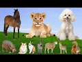Download Lagu Adorable Moments of Animals:  Horse, Lion, Dog, Hippo, Cat, Rabbit, Zebra, Sheep – Animal Moments