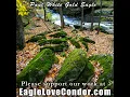 Download Lagu Paul White Gold Eagle 🕉 Galactic Citizens of Universal Cosmic Consciousness 🕉  #paulwhitegoldeagle