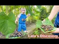 Download Lagu Lala beleeft de slakkenoogst met CEO Kien!