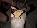 Download Lagu Toad funny catch boing boing | funny frogs | catching Frogs funny | TEP LONGHENG FUNNY
