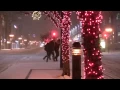 Snowfall Montreal