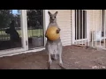 Funny Animated Gifs New Best Funniest And More