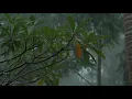 Nujabes Arurian Dance + Rain noises