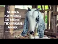Download Lagu SUARA KAMBiNG UNTUK TiDUR 30 MENiT