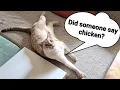 Very loud cat wants chicken Lynx point Siamese cat meows loudly for food
