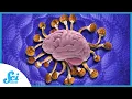 Your Brain on Psilocybin