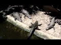 The History of The St Augustine Alligator Farm Zoological Park