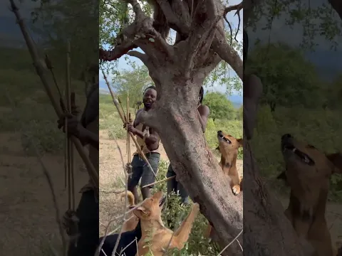 Hadzabe hunting with dogs
