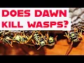 Does Dawn Dish Detergent Kill WASPS Or is it just a Myth