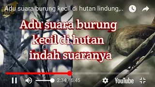 Download Adu suara burung kecil di hutan lindung,.. MP3