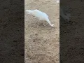 Download Lagu White snowy peacocks#birds#peao#natuo al#creature#whitey#beautiful#viral#tremendo #peacock#zoo#life