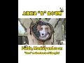 Download Lagu Animals \