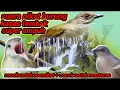 Download Lagu suara pikat burung kapas tembak ribut super ampuh dan terpercaya#bystreetonchannel