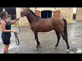 Download Lagu 2025 Purebred Arabian Sale - Lot 17 c.  MONDAIN DE L'AIGLE  (DAHESS x AL MOUZDAHIRA)