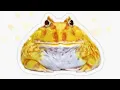 Albino bullfrog