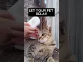 Stress-Free Grooming Session for your Pet