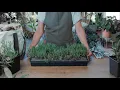 How to Grow and Care for Ice Plants