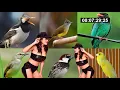 Download Lagu Masteran Cucak Ijo Isian Full 2020 || download suara burung mp3
