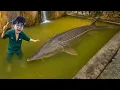 Lagu Kita Menemukan Kolam Kakekku yg Terbengkalai PENUH dengan Ikan Monster GIGAS!