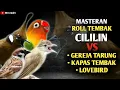 Download Lagu NGERIII..!!!MASTERAN ROLL TEMBAK CILILIN SAMBUNG GEREJA TARUNG, KAPAS TEMBAK, DAN LOVEBIRD !!