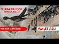 Download Lagu Suara Walet Cepat Menginap Tanpa iklan - Suara Walet - Walet Cepat Menginap