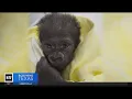 North Texas OB-GYN makes history delivering baby gorilla at the Fort Worth Zoo