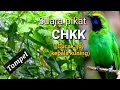 Download Lagu SUARA PIKAT CUCAK IJO KEPALA KUNING (CHKK),,,,Asli  Sumatera barat