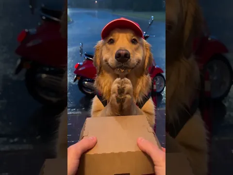 Delivery dog