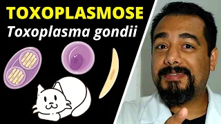 Toxoplasmose (Toxoplasma gondii) | Curso de Parasitologia | Ciclo, Sintomas, Diagnóstico