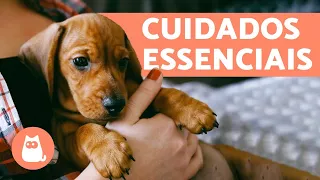 Como CUIDAR de um CACHORRO para que ele VIVA MAIS 🐕
