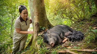 Welcoming the Newborn Piglets | Preparing Delicious, Nutritious Feed For the Mother Pig | Lý Thị Ca