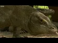 Largest Lizard on Earth | The Komodo Dragon | Deadly 60 | Indonesia | Series 3 | BBC