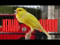 Download Lagu Masteran Kenari PAUD Super BUNYI Dijamin Cepat Gacor! \u0026 agar Kenari diam agar bunyi \u0026 gacor
