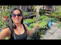 Download Lagu RUNNING ERRANDS || SETTING UP MY KITCHEN GARDEN || COOKING STEW FISH #193