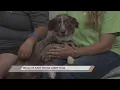 SPCA of East Texas Meet Cali