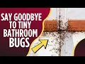 How to Get Rid of The Tiny Bugs in Bathroom