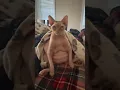 Download Lagu Funny fat cat #cat #cats #funny #pets #reels #animals #catvideos #funnycats