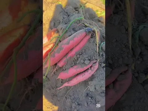Sweet potato or Taros? #harvesting
