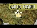 Garlic Fusion Strain Review