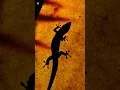 Download Lagu Lizard sounds (Lizard Sound at night)