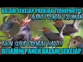 Terbaik 2025!!  SUARA PIKAT PRENJAK LIAR AMPUH, LANGSUNG POIN dalam hitungan menit @Smstachanel