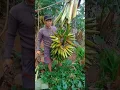 Download Lagu Pisang raja Lawe, varietas lokal yang patut dikembangkan