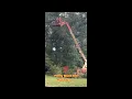 Best Tree Service in Irwin PA