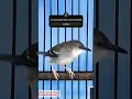 Download Lagu Ciblek kristal gacor Brem istimewa #kicaumania #birds #burung #ciblek #viral
