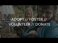 Dog Gone Seattle Adopt Foster Volunteer Donate 400 Lives Saved in 2017