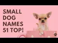 Small Dog Names 51 BEST TOP CUTE Ideas Names