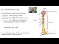 Skeletal system and bone tissue
