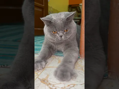 Bro This Cute Kitten Really Thought He Could Catch It! 😹😭