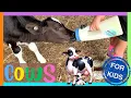 All about COWS FOR KIDS Fun Facts About Cows for Toddlers Educational Baby Cow s
