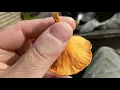 False chanterelle identification
